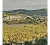 Dégustation et balade dans les vignes du Minervois