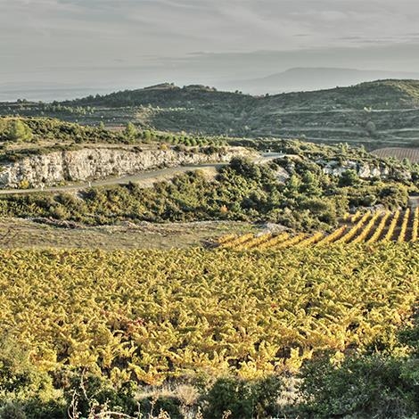 Dégustation et balade dans les vignes du Minervois